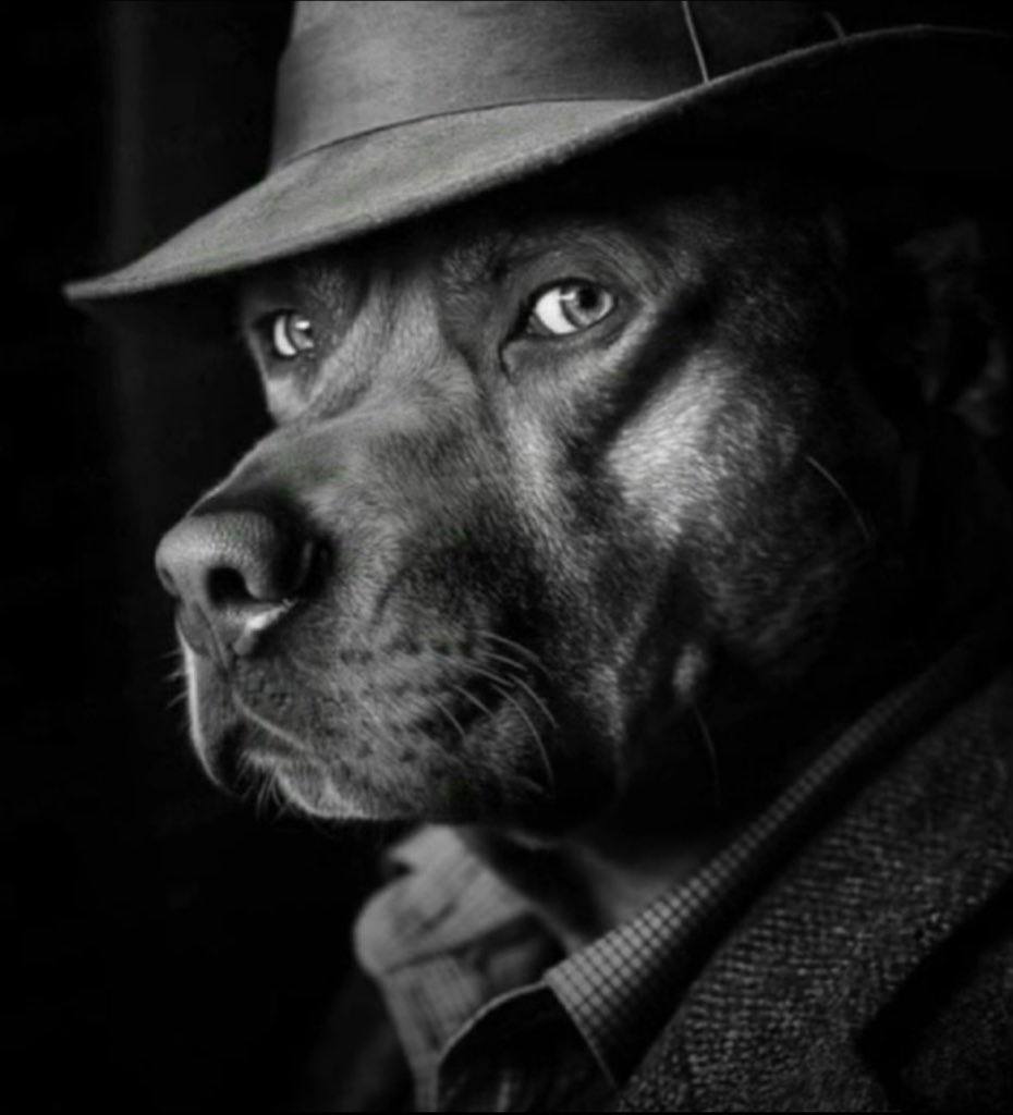 hpconbase's tweet image. My dogs.

It&apos;s almost time...