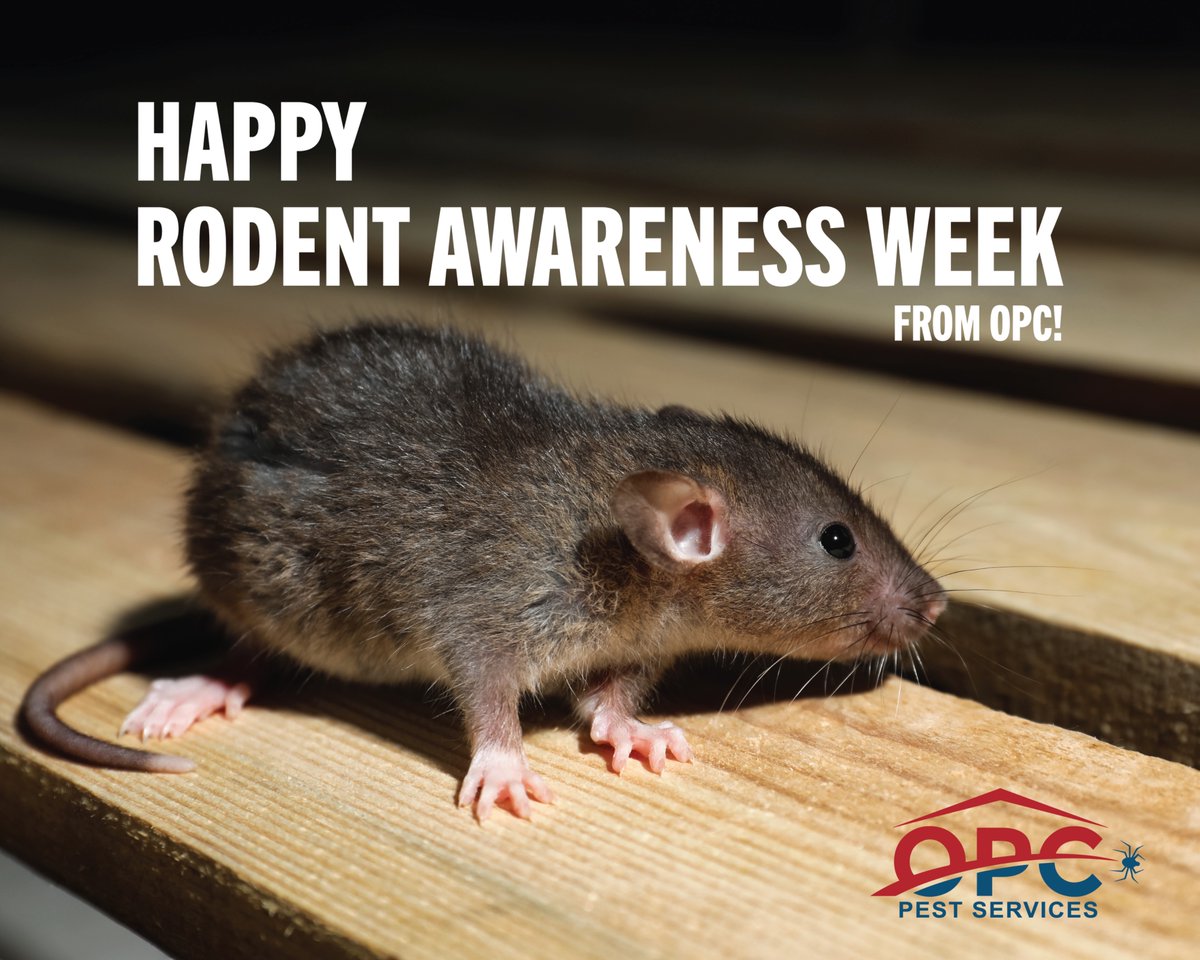 OPCPest's tweet image. #RodentAwarenessWeek: Sometimes the best way to stay ahead of pests is to keep an eye on them from afar. OPC&apos;s unique pest remote monitoring program frees up time and helps improve the efficiency of your pest control technician. Learn from the pros: bit.ly/4pTssnw