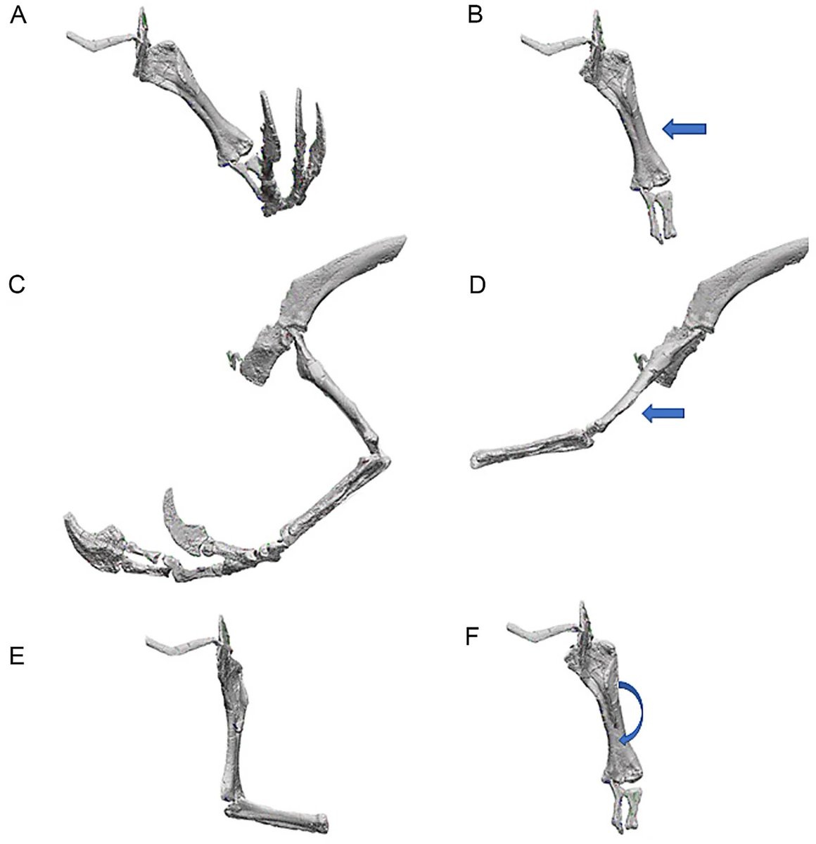 Biomecânica dos membros anteriores do terizinossauro derivado Nothronychus e sua relação com a origem da asa aviana nature.com/articles/s4159…