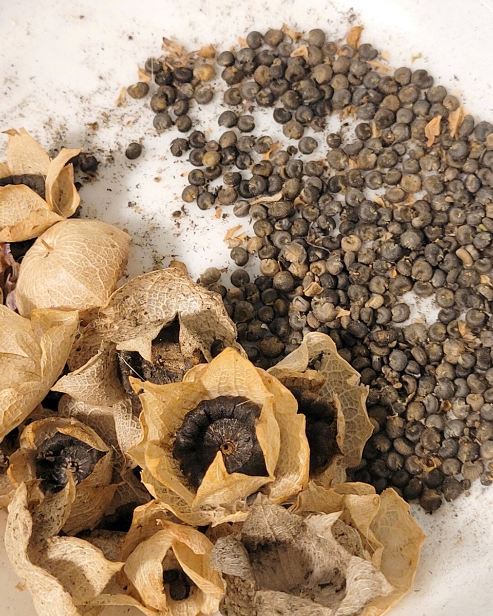 RusticWise's tweet image. It's seed-saving season! This lovely mallow plant popped up in our yard one year, and we've been saving its seeds ever since. When in flower, it produces beautiful pink blooms. 

#mallowflower #mallowplant #pinkflower #savingseeds #autumn #nature #gardening #gardeningX #seeds