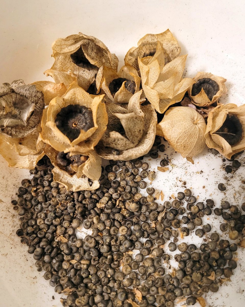 RusticWise's tweet image. It's seed-saving season! This lovely mallow plant popped up in our yard one year, and we've been saving its seeds ever since. When in flower, it produces beautiful pink blooms. 

#mallowflower #mallowplant #pinkflower #savingseeds #autumn #nature #gardening #gardeningX #seeds