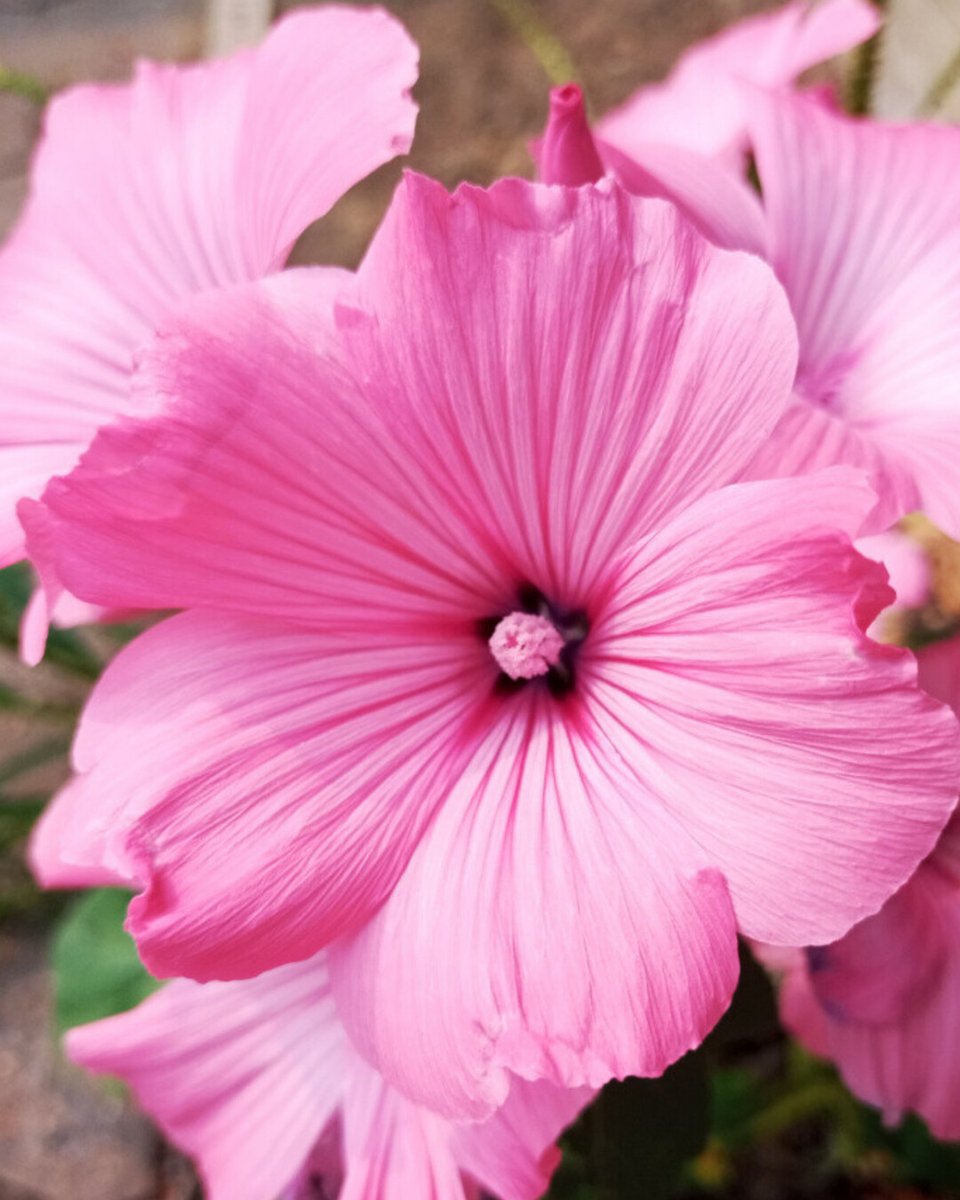 RusticWise's tweet image. It's seed-saving season! This lovely mallow plant popped up in our yard one year, and we've been saving its seeds ever since. When in flower, it produces beautiful pink blooms. 

#mallowflower #mallowplant #pinkflower #savingseeds #autumn #nature #gardening #gardeningX #seeds