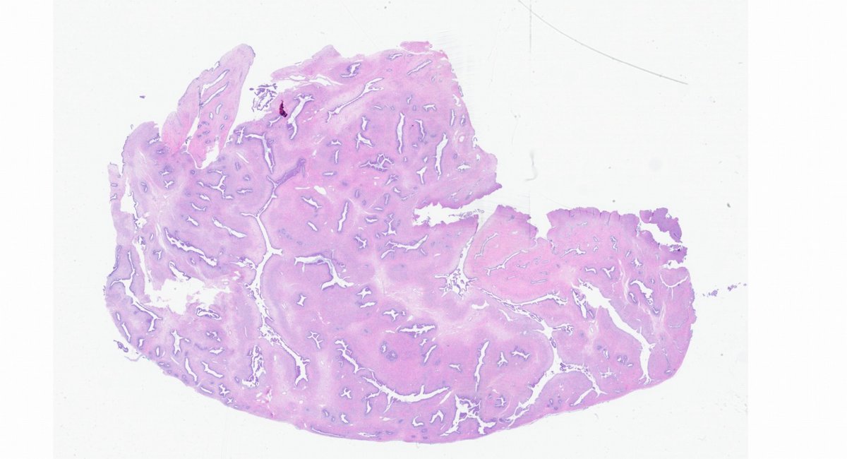 Fouad Boulos tweet media