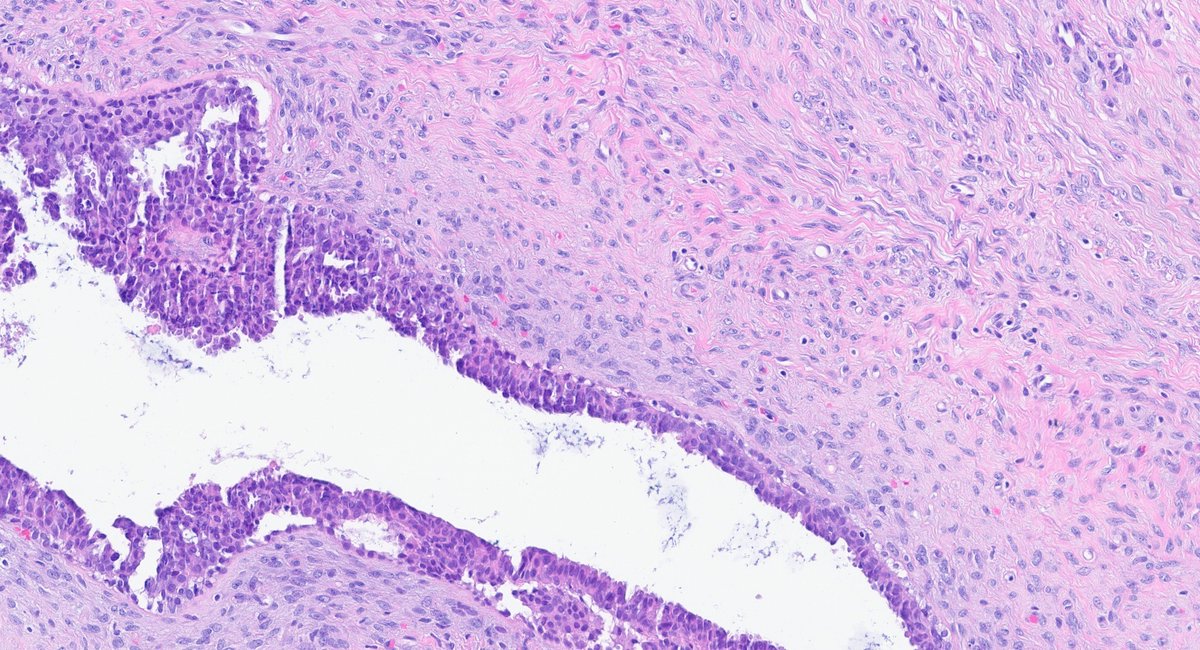 Fouad Boulos tweet media