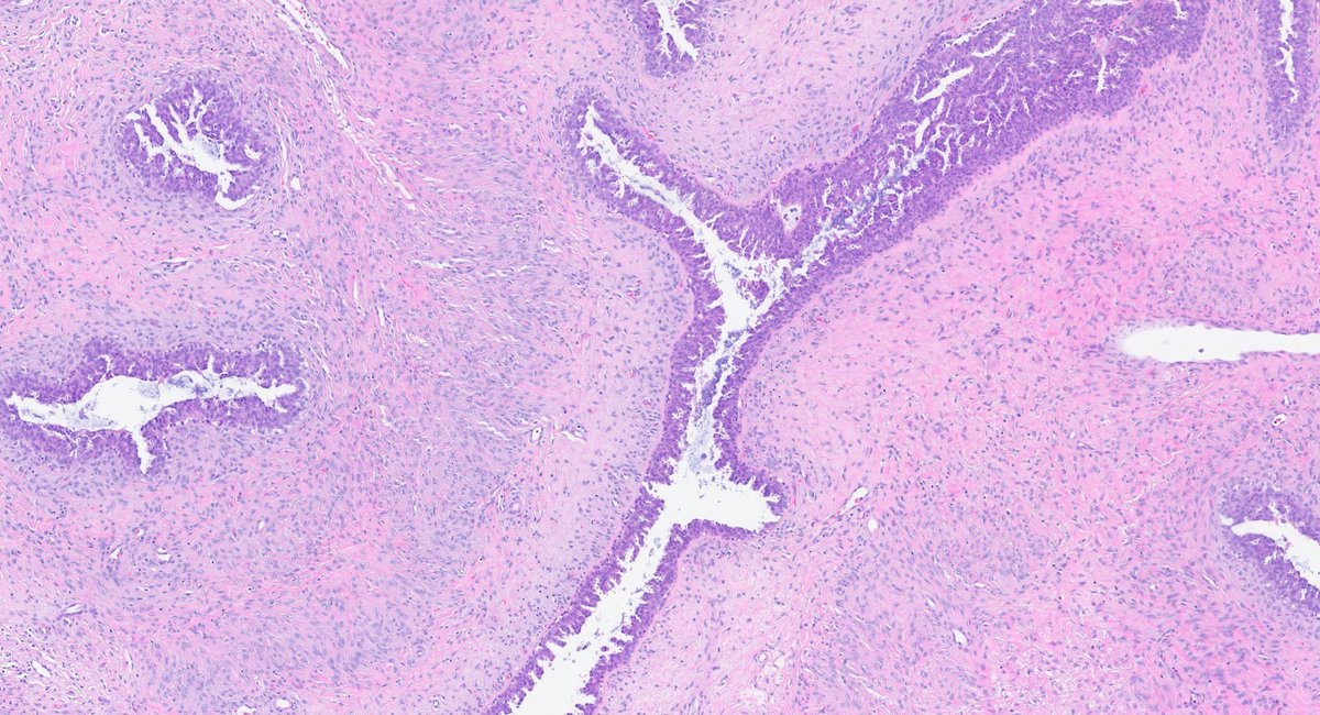 Fouad Boulos tweet media