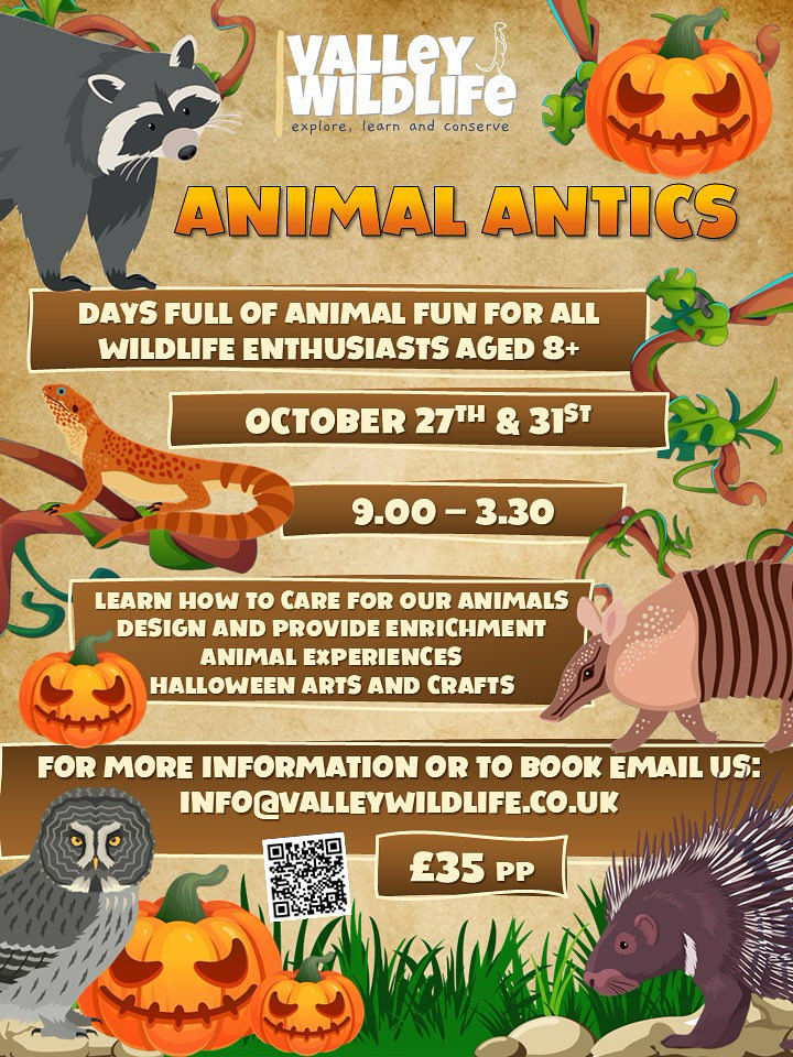 valley_wildlife's tweet image. We still have 3 spaces available for the 27th Oct for our #Animal Antics kids club - info@valleywildlife.co.uk for more info or to book. 

⁦@HelpSheffield⁩ #halloween ⁦@IndpndntShef⁩ ⁦@theoutdoorcity⁩ #sheffield #rotherham ⁦@Sheffieldis⁩ #kidsclub #fun