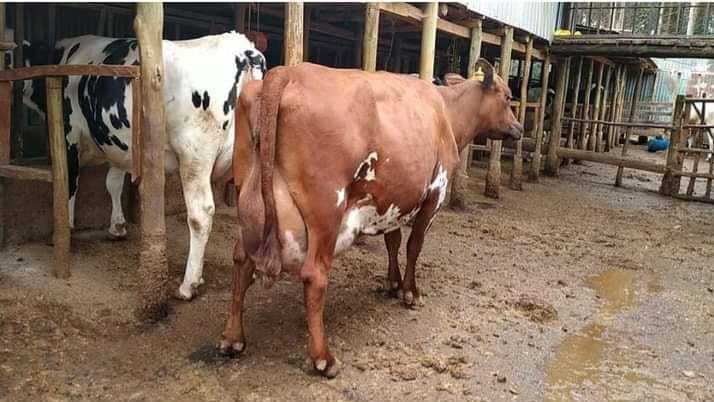 TaahTana's tweet image. Premium Heifer pedigree cows available!✨🔥
We offer 4-16 months old heifers ready for rehoming✅
4 months old 40k
6 months old 60k
7 months old 65k
16 months old 120k
✨Very Affordable 🔥🔥💯✅
Call +254713802746 for enquiry & purchase