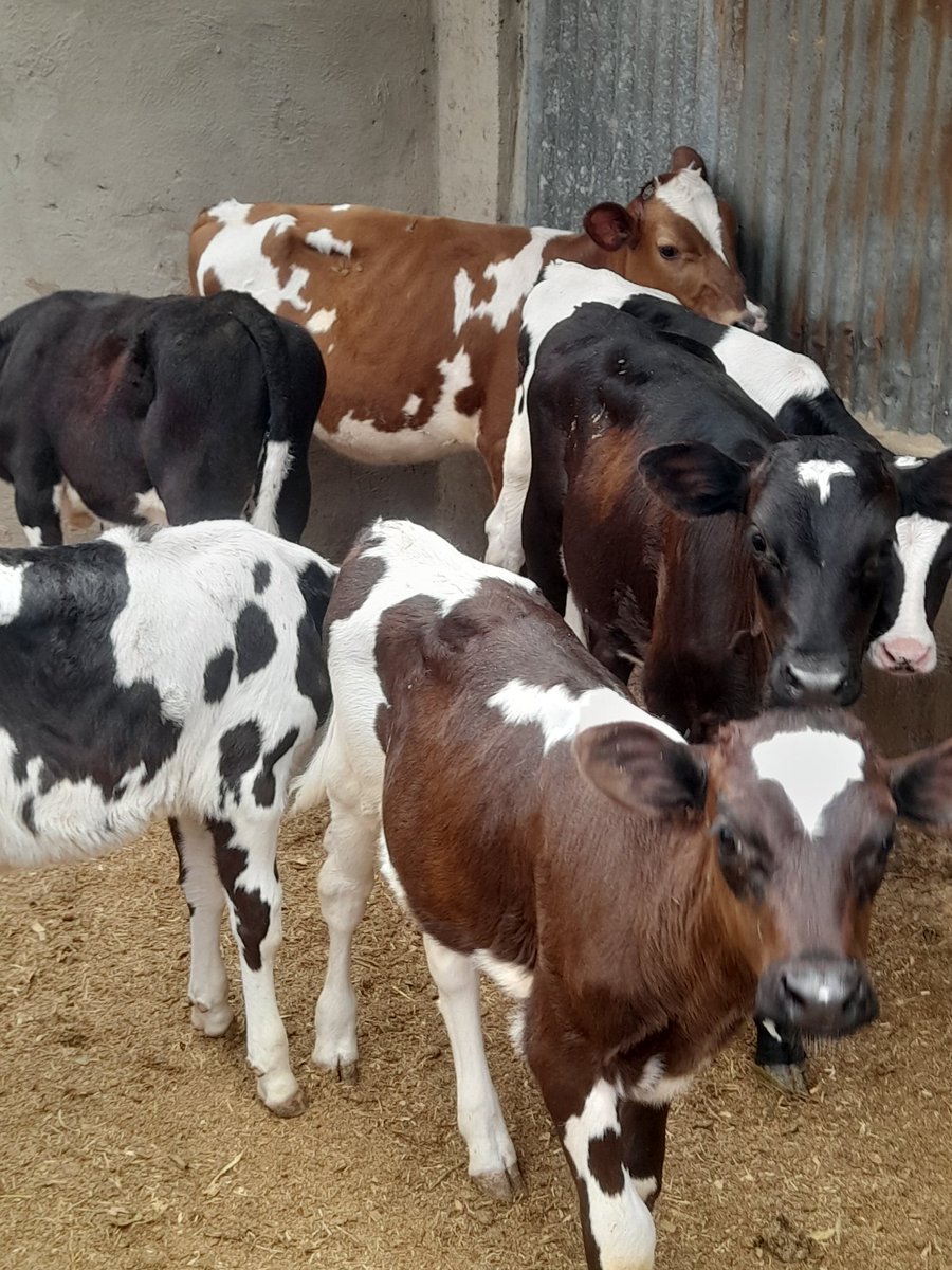 TaahTana's tweet image. Premium Heifer pedigree cows available!✨🔥
We offer 4-16 months old heifers ready for rehoming✅
4 months old 40k
6 months old 60k
7 months old 65k
16 months old 120k
✨Very Affordable 🔥🔥💯✅
Call +254713802746 for enquiry & purchase