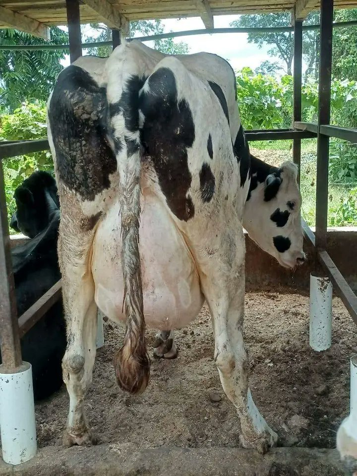 TaahTana's tweet image. Premium Heifer pedigree cows available!✨🔥
We offer 4-16 months old heifers ready for rehoming✅
4 months old 40k
6 months old 60k
7 months old 65k
16 months old 120k
✨Very Affordable 🔥🔥💯✅
Call +254713802746 for enquiry & purchase