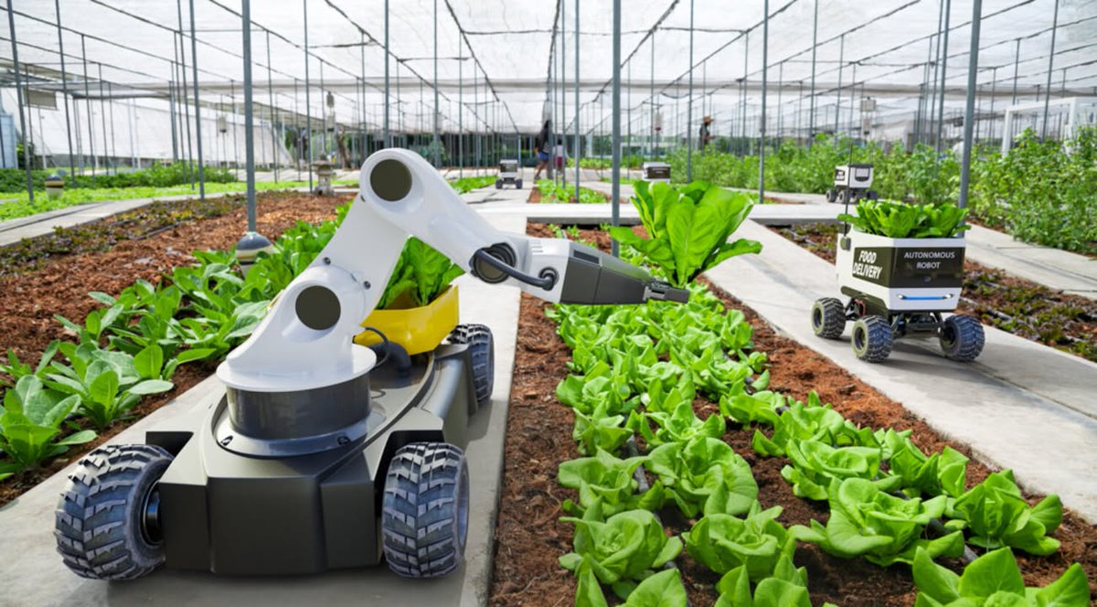 ParvaluxUSA's tweet image. #Robots and #automation are important for large, industrialised farms where there is a lot of land to monitor and work as well as processing large amounts of crops or produce. 

Currently robots perform a number of tasks. What are they? Find out! 🌽  bit.ly/48A42JB