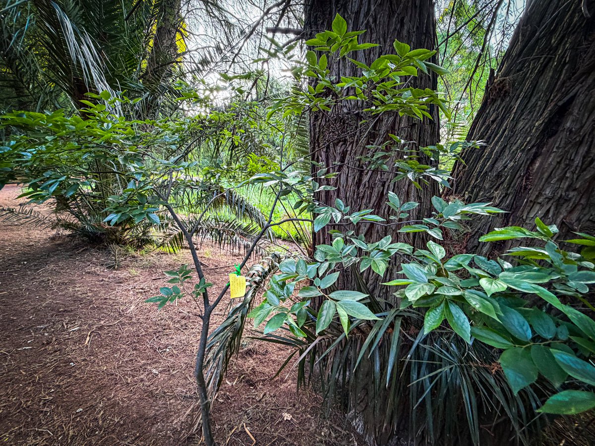 UlrichJvV's tweet image. Made a sweet little discovery in the park today. While standing at a beautiful quiet spot watching the sunset, I noticed a small yellow card tied with green string to the branch of a young indigenous stinkwood tree, probably placed there when the tree was planted. 

The…