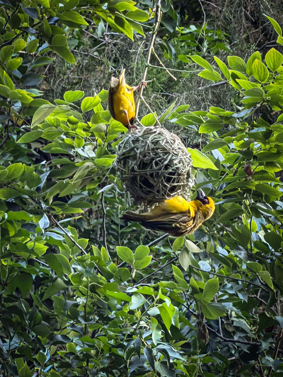 UlrichJvV's tweet image. Made a sweet little discovery in the park today. While standing at a beautiful quiet spot watching the sunset, I noticed a small yellow card tied with green string to the branch of a young indigenous stinkwood tree, probably placed there when the tree was planted. 

The…
