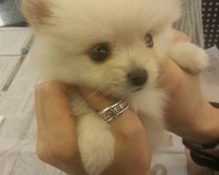 [🐻‍❄️🕊️]

Our beloved Melo, thank you for always being by Yesung’s side and for being a source of his happiness for almost 13 years. Even until your last breath, you held on and waited for him before saying goodbye. Now, you can play freely and be a big, bright star in the sky 🤍