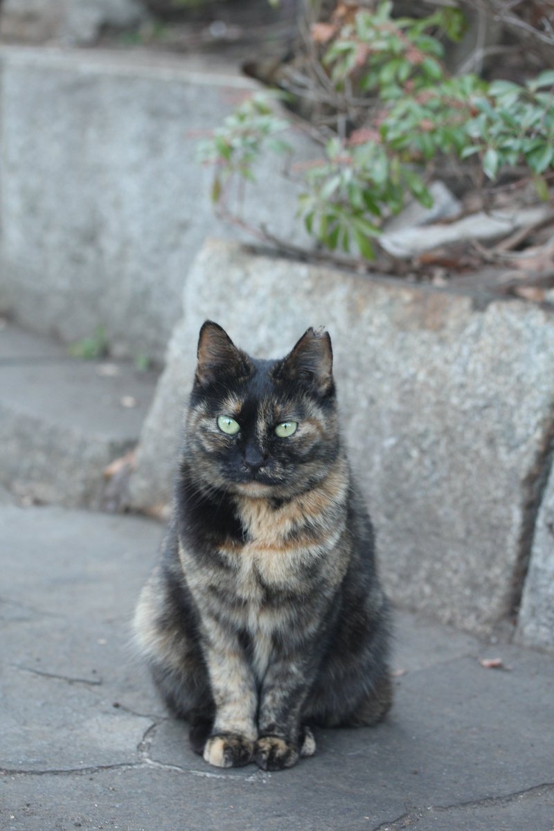 モヤ（30%） on X