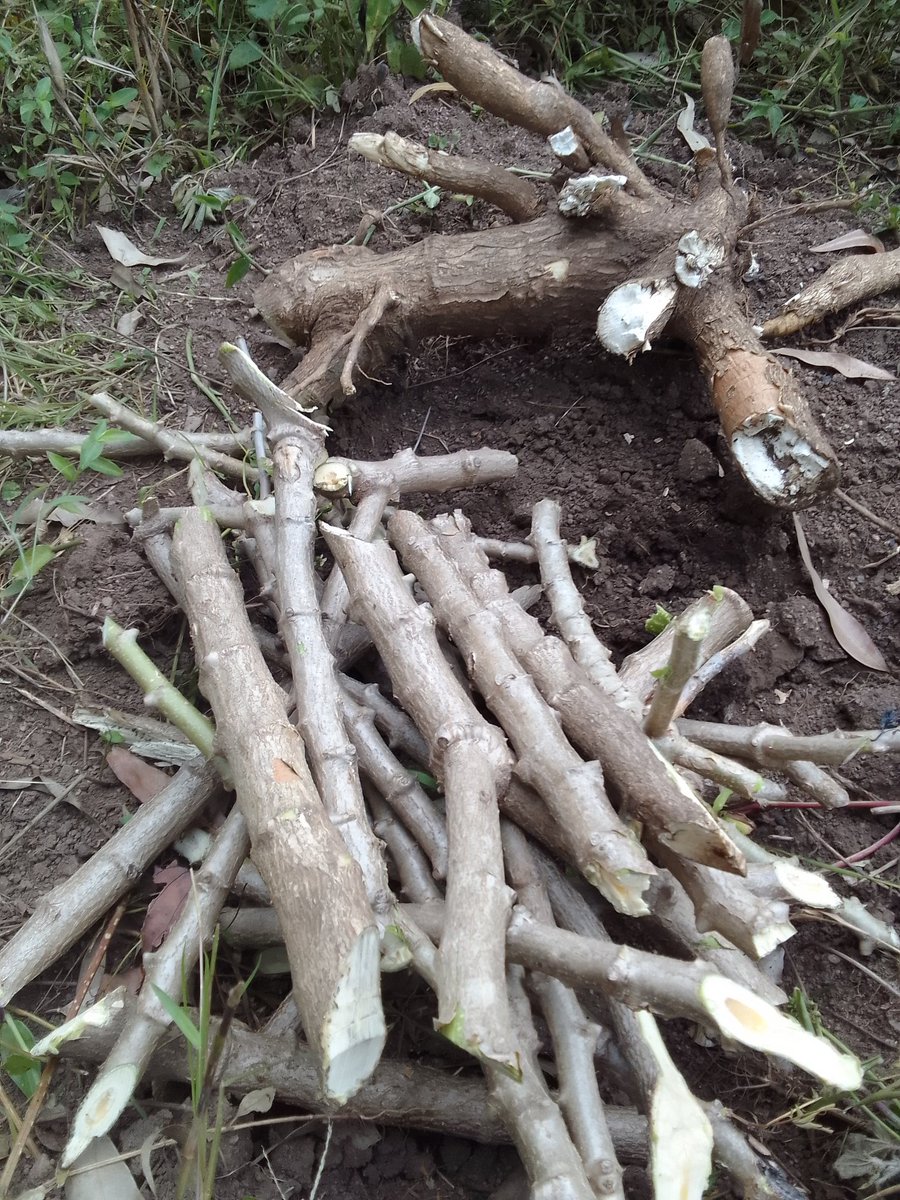 Son of a Farmer. tweet media