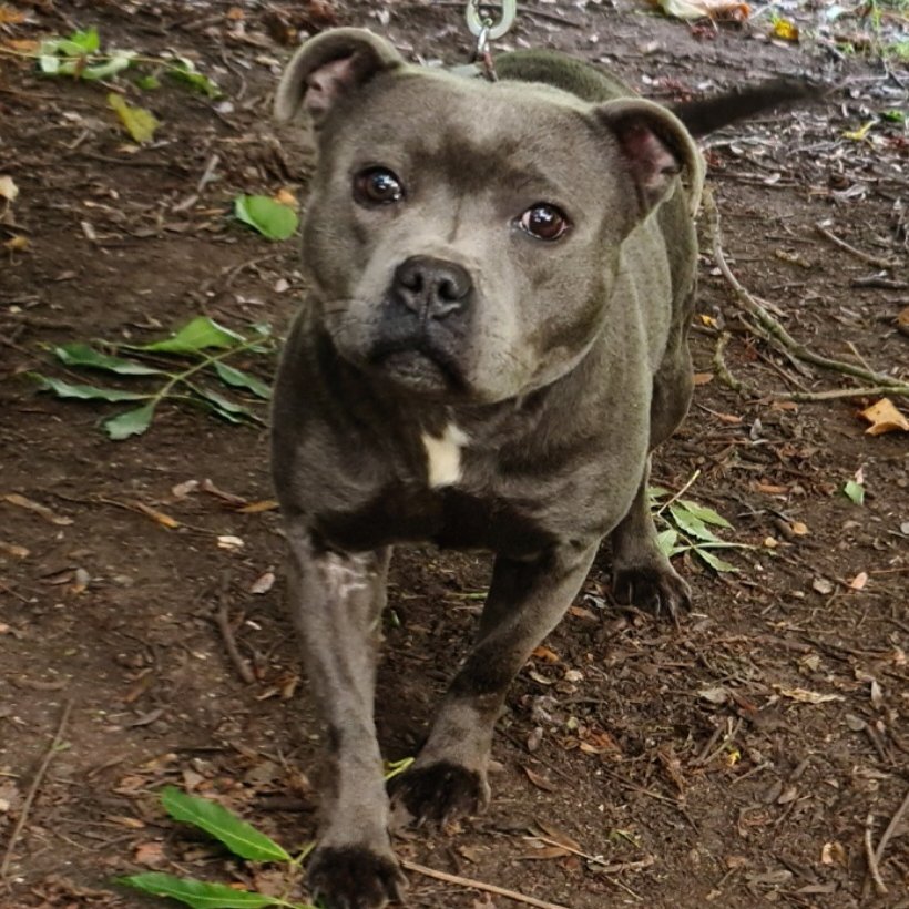 chris towers (@millypod1) on Twitter photo 🆘20 OCT 2025 #Lost Sapphire #ScanMe
Blue & White Staffordshire Bull Terrier Female
nr Sparkhill Park #Sparkhill #Birmingham #B11
#WestMidlands #B11
Sapphire has gone missing got startled by the fireworks if anyone knows where she is please get in touch😢
doglost.co.uk/dog/200505 🆘20 OCT 2025 #Lost Sapphire #ScanMe
Blue & White Staffordshire Bull Terrier Female
nr Sparkhill Park #Sparkhill #Birmingham #B11
#WestMidlands #B11
Sapphire has gone missing got startled by the fireworks if anyone knows where she is please get in touch😢
doglost.co.uk/dog/200505
