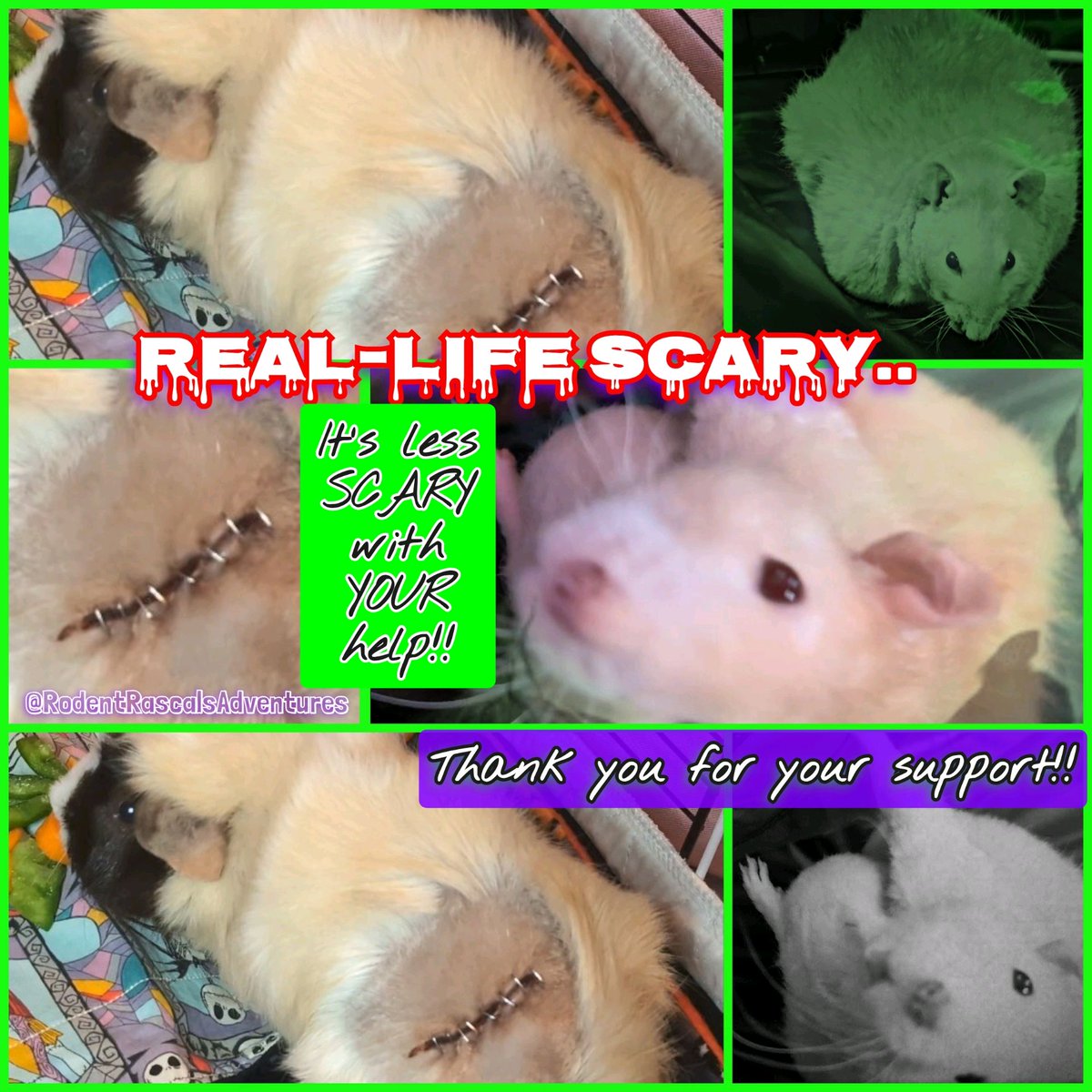 RodentRascals's tweet image. 😱🙏🐾 The SpOOky 👻 Vibes are way TOO REAL-LIFE this year.. PLEASE will YOU lend us a Paw 🐾??
🔗🙏Support Our FurFamily's Dreams🐾⬇️
gofund.me/58c07bc0
❤️🐹🐽🐀💻⬇️
🔮▶️ RodentRascalsAdventures
#gofundme #animalsarefamily