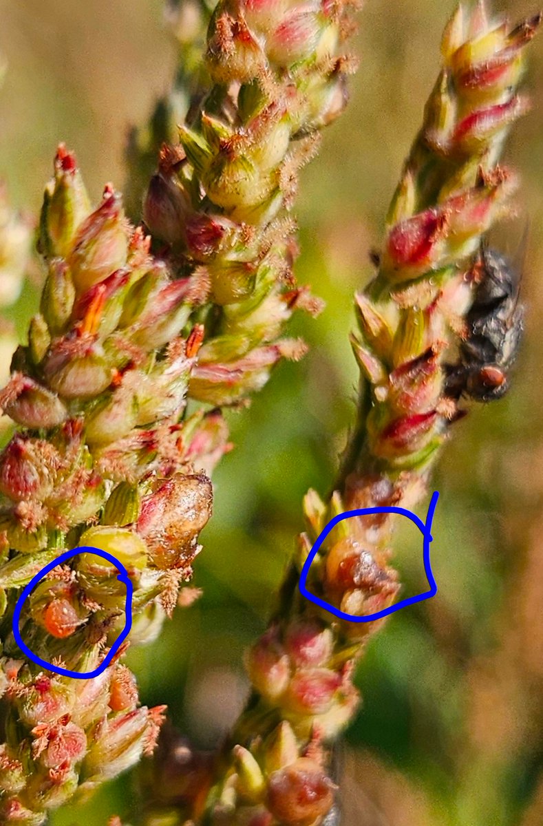 tjcksn's tweet image. Is your grain or forage sorghum different or sticky this year? This may be why. @NESorghum @UNL_CropWatch 
Sorghum Ergot in Nebraska May Lead to Harvest Challenges | CropWatch | Nebraska share.google/YR1ESPdlQ2dK0F…