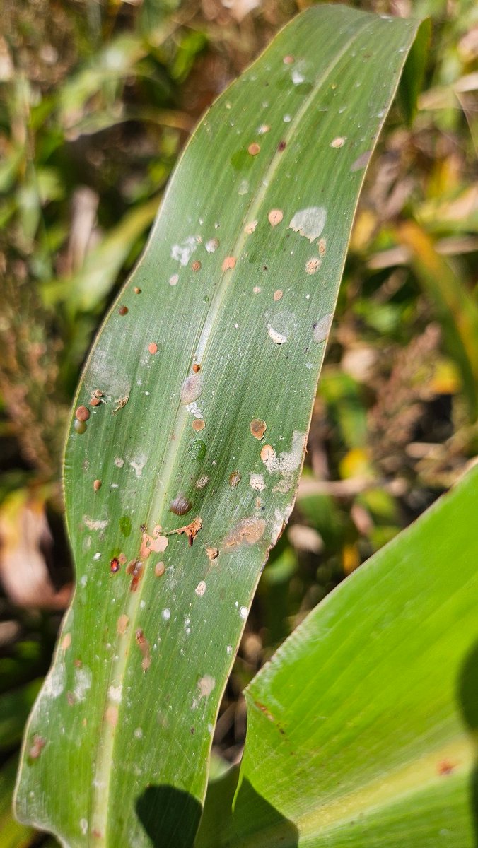 tjcksn's tweet image. Is your grain or forage sorghum different or sticky this year? This may be why. @NESorghum @UNL_CropWatch 
Sorghum Ergot in Nebraska May Lead to Harvest Challenges | CropWatch | Nebraska share.google/YR1ESPdlQ2dK0F…