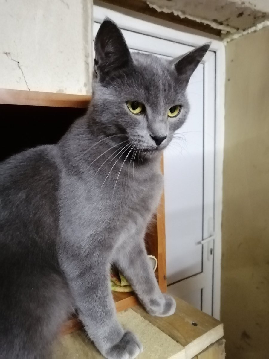 Ещё раз обновилось приложение. И чудо!  Я могу писать и цеплять фото. 

Вот Мистор Кочерыжка превращается в кота 🩶