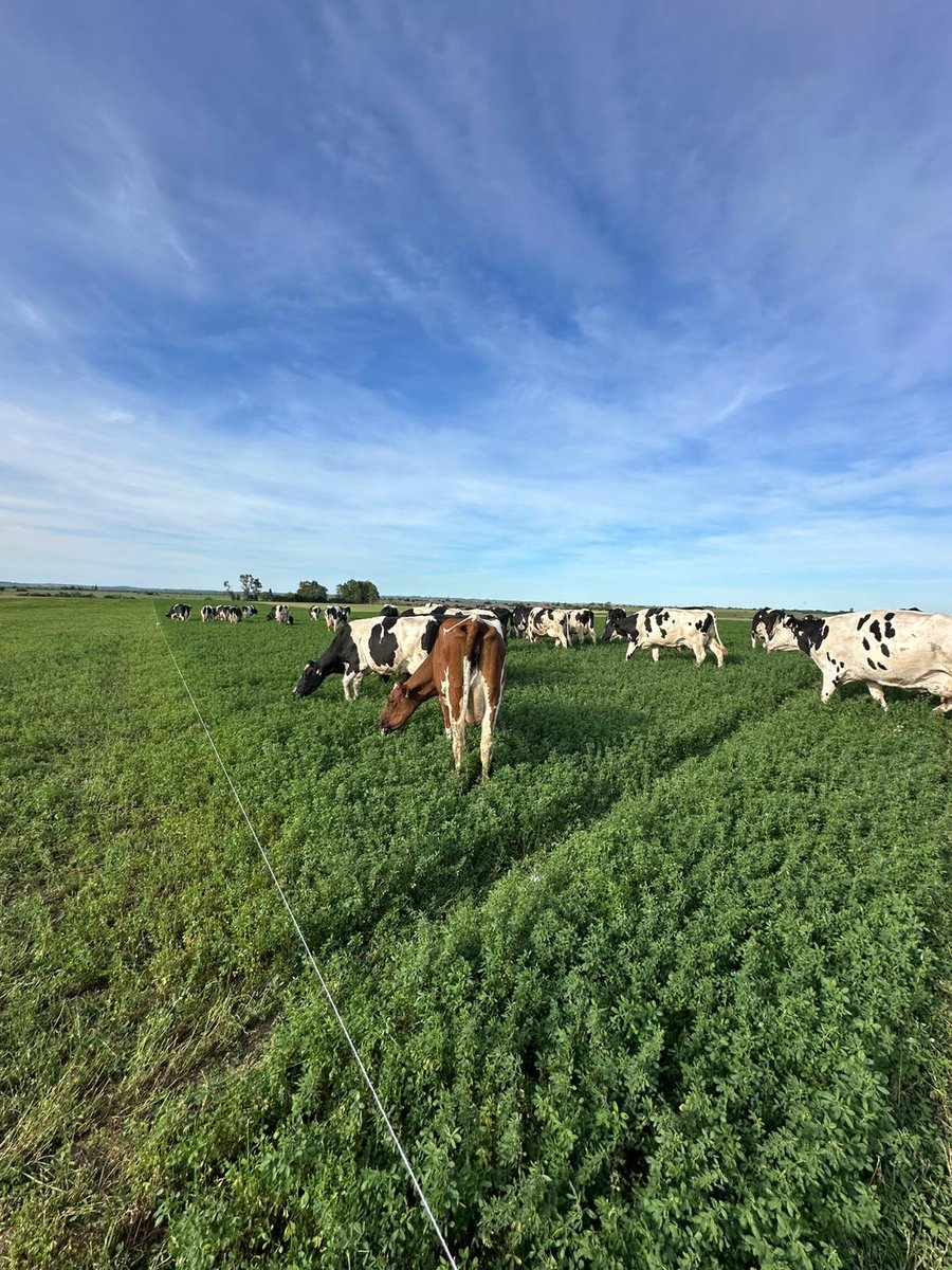 Hay comida y hay quién coma! 

Una máquina de producir forraje la nueva Alfalfa PGW 931 de <a href="/PGGWrightson_UY/">PGG Wrightson Seeds Uruguay</a>, en esta oportunidad, en tambo de Fede Ferreira en Nueva Helvecia. 

Que linda foto me regalaron.