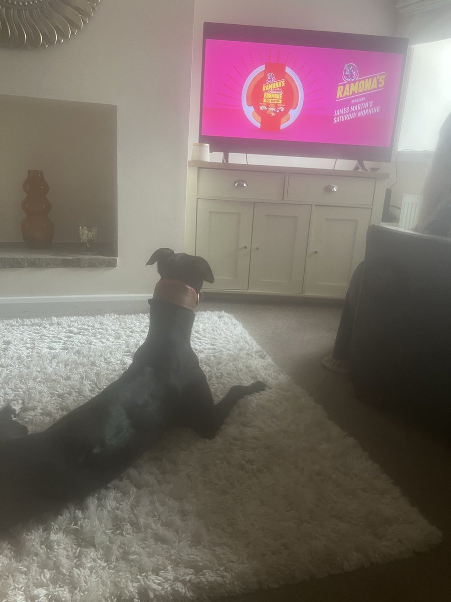 Recently we've had a few (11!!) hounds off to their forever sofas and for the first time in 2 years have space to take on new owners. DMs are open