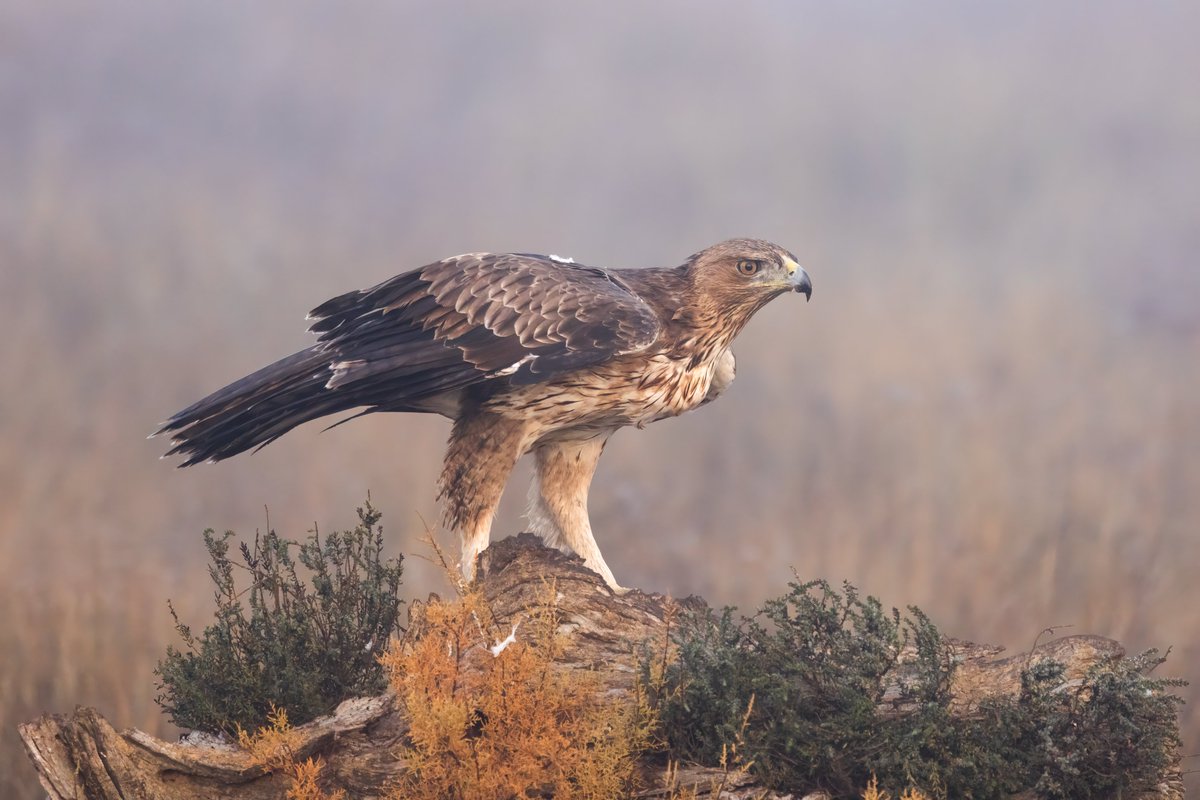 Bonnelli's Eagle, Spain #birdphotography #BirdsOfTwitter #birdwatching #BBCWildlifePOTD #nature #NaturePhotography #wildlifephotography #wildlife #TwitterNatureCommunity #twitterbirds #BirdTwitter #naturelovers #BirdsSeenIn2025 #BirdsOfX #NatureLovers #natureworld #NatureWonders
