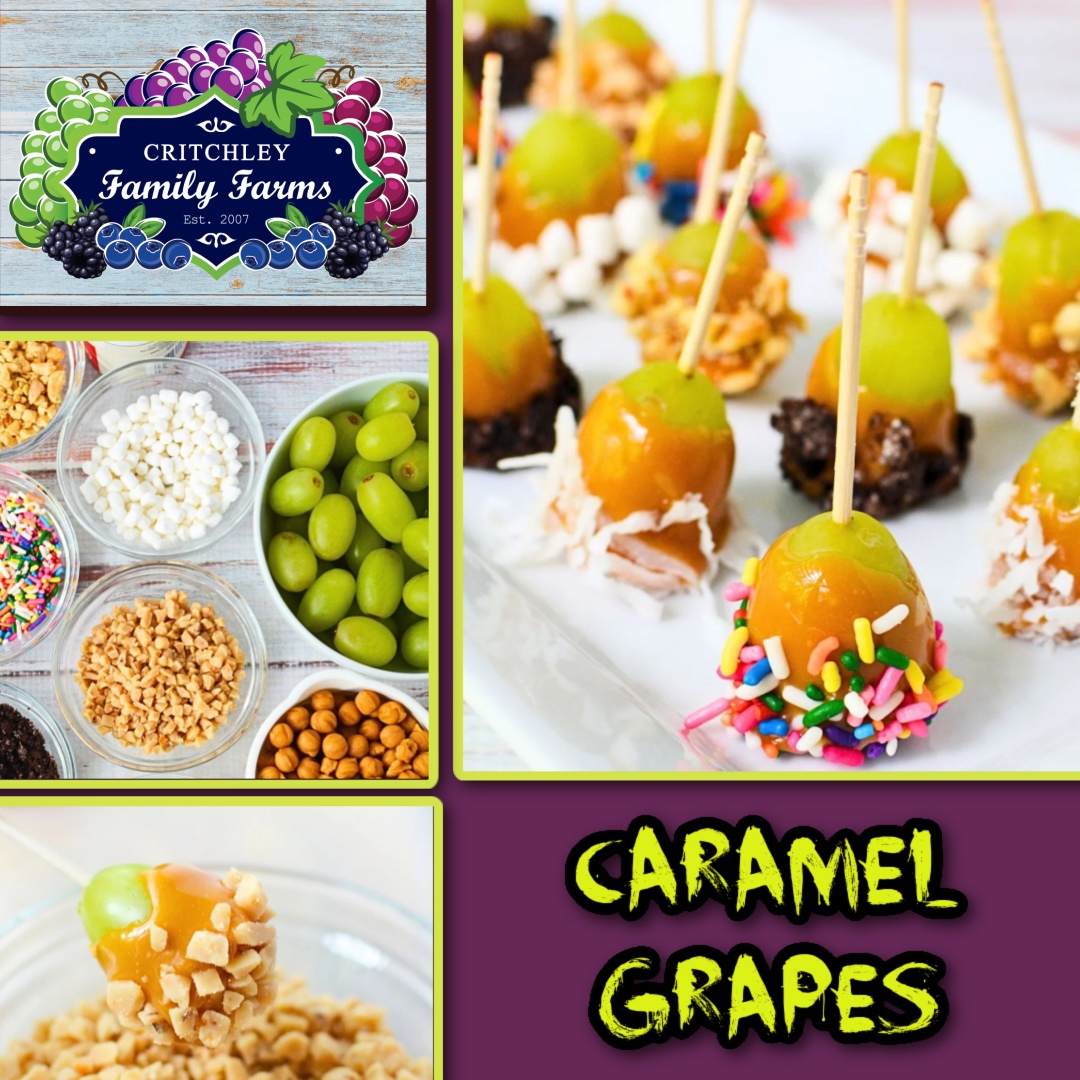 🕸️👻 Instead of Caramel apples, make caramel #grapes for your #Halloween party! All you do is poke each grape with a toothpick, dip it in melted caramel candy, roll in your topping of choice, &amp; repeat! Refrigerate until hardened! #tablegrapes #spookyseason critchleyfamilyfarms.com