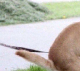 monstruogigante's tweet image. 