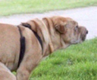 monstruogigante's tweet image. 