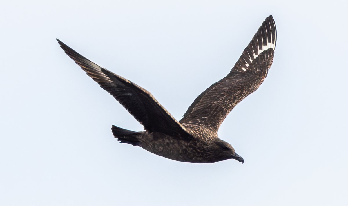 GREAT SKUA - recently in Scilly