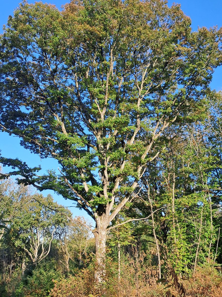 Happy #thicktrunktuesday 🌳🪾
Meet one of my favourite local trees. I love this old friend 💚🖤🌿