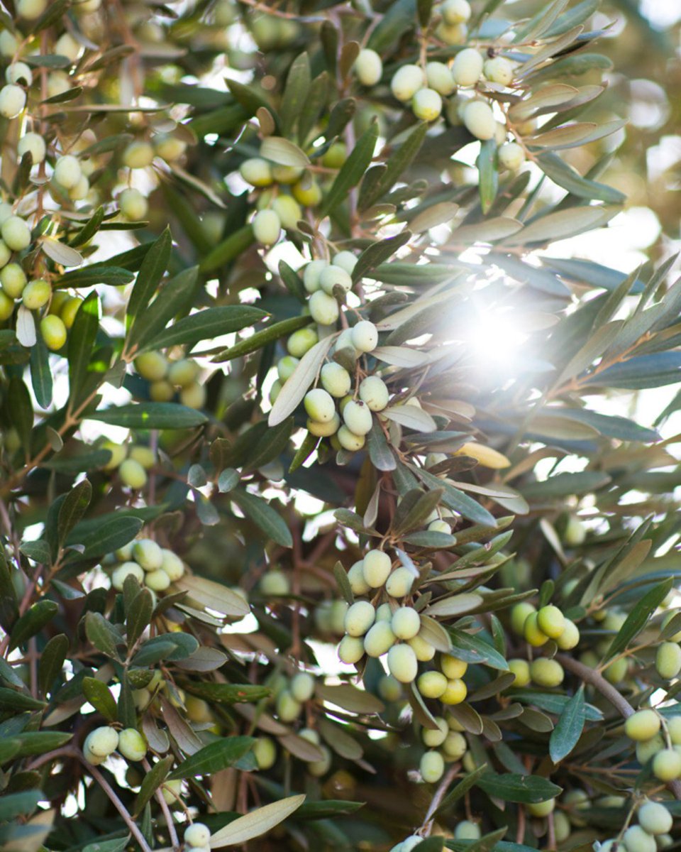 California Farm Bureau tweet media