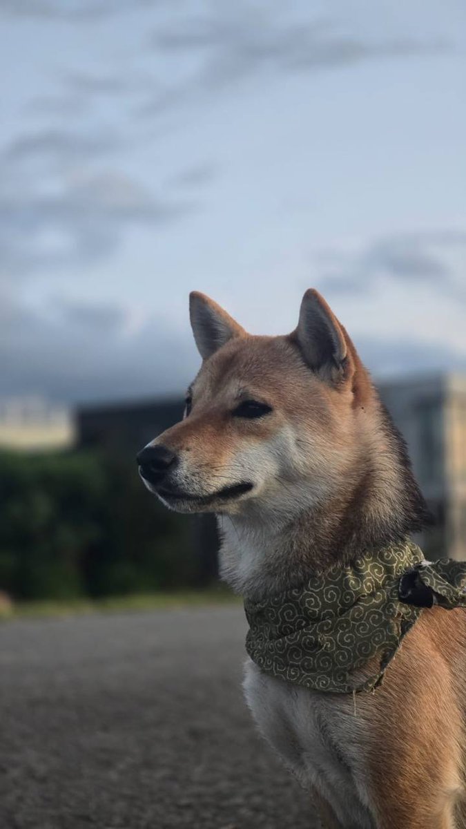 j_oracle's tweet image. There are memecoins that are short-term meta/momentum &quot;flavour of the day&quot; plays.

Then there are the holy grail memecoins that are potential &quot;multi-cycle wealth generation&quot; events.

99.99% of coins are in the first category.

The other coin is $SAN