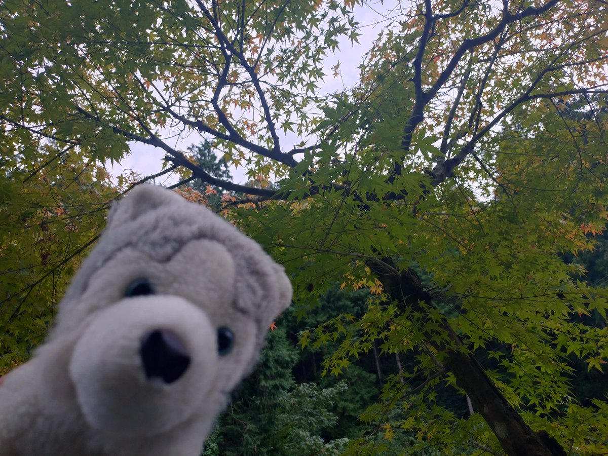 Lime721's tweet image. 愛犬と神社巡りしてきました。
約30年
一緒にいてくれるパートナーです。
#ぬいぐるみ
#Puppet
#Husky
#犬
#DOG
#Partner
#神社
#風景
#photo