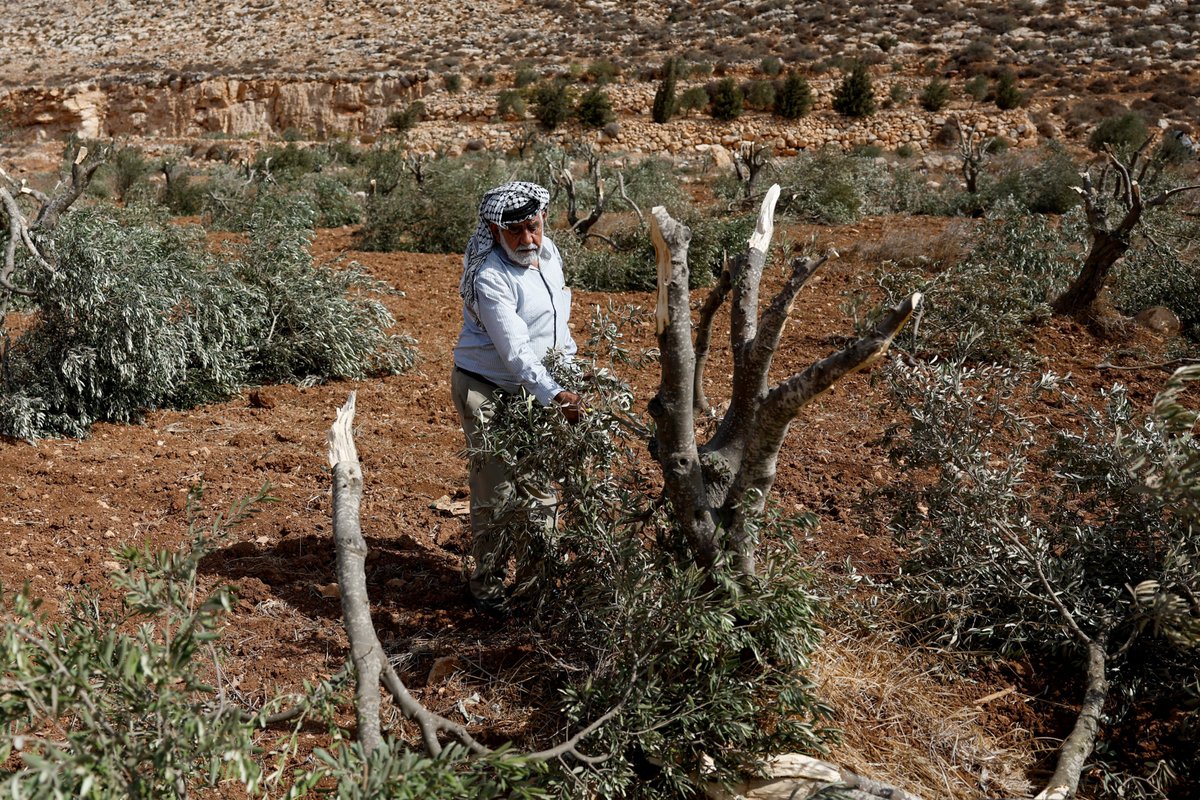AJEnglish's tweet image. Israelis from illegal settlements have destroyed dozens of olive trees near Hebron in the southern part of the occupied West Bank, a local activist told the Wafa news agency.
🔴 LIVE updates: aje.io/l7r9qw
