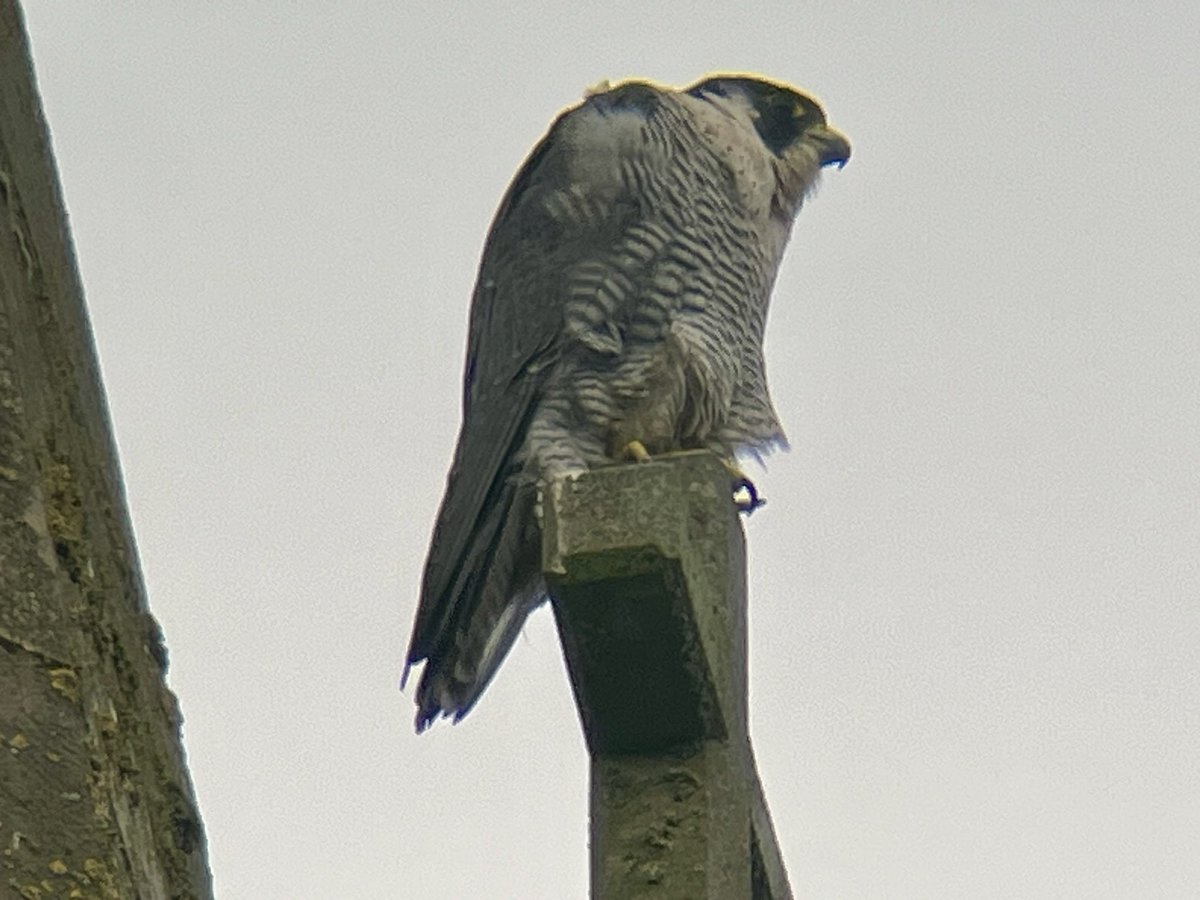 Colin Green (@greeny1955) on Twitter photo LROS held another Peregrine watch this morning at Leicester Cathedral.
Both adult birds showed well all morning, and it was a busy, engaging and showing a lot of people the Peregrine’s of Leicester Cathedral. #LROS #VC55 #Leicestercathedral #KRIII LROS held another Peregrine watch this morning at Leicester Cathedral.
Both adult birds showed well all morning, and it was a busy, engaging and showing a lot of people the Peregrine’s of Leicester Cathedral. #LROS #VC55 #Leicestercathedral #KRIII