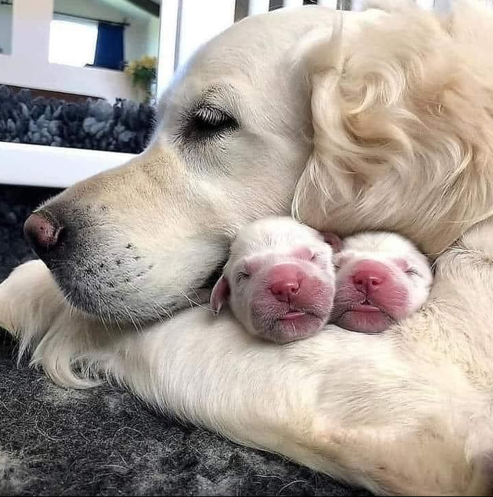 BestinDogs's tweet photo. On a scale from 1 - 10 how beautiful is this photo? https://t.co/uFcCYtTd5V