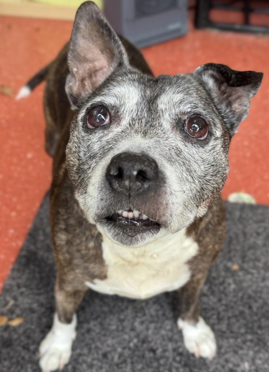 IMMINGHAM DOGS HOME HAVE ASKED FOR US TO TRY AND HELP  POPPY 
This is now so URGENT - she has to come back to kennels by the weekend and the Rescue absolutely CANNOT let that happen - she WILL NOT cope
helpingyorkshirepoundies.co.uk
#Yorkshire #Rotherham #Lincolnshire #Doncaster #hull