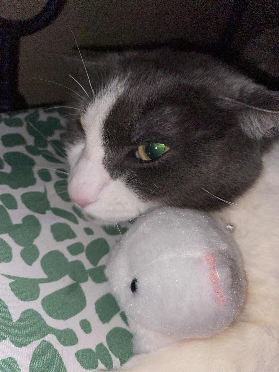 he needs his cuddle toy or else he’ll destroy the world