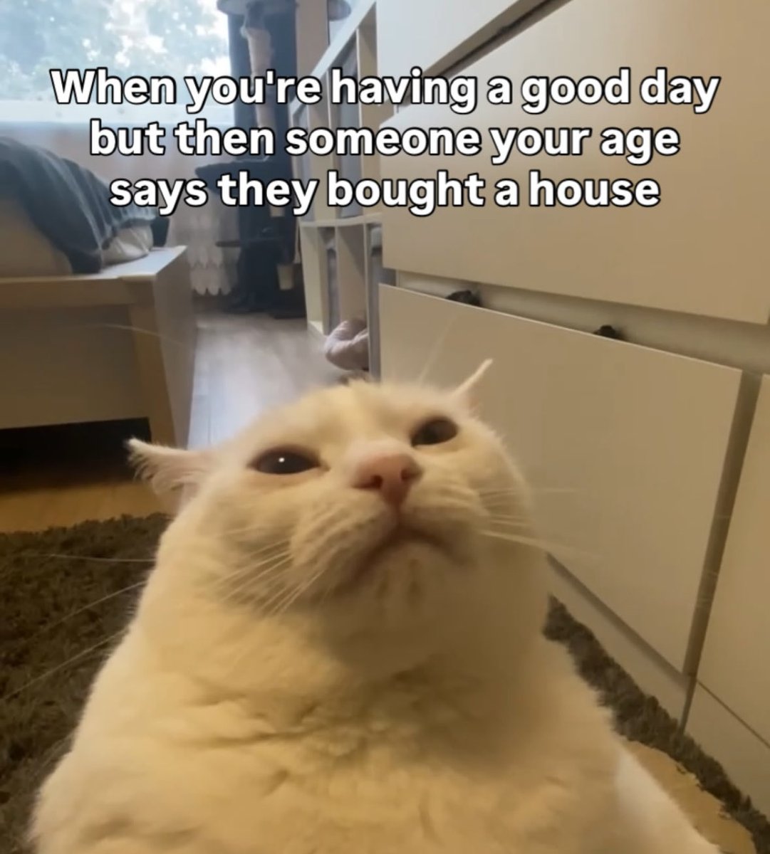 LiterallyMeCats (@literallymecats) on Twitter photo 