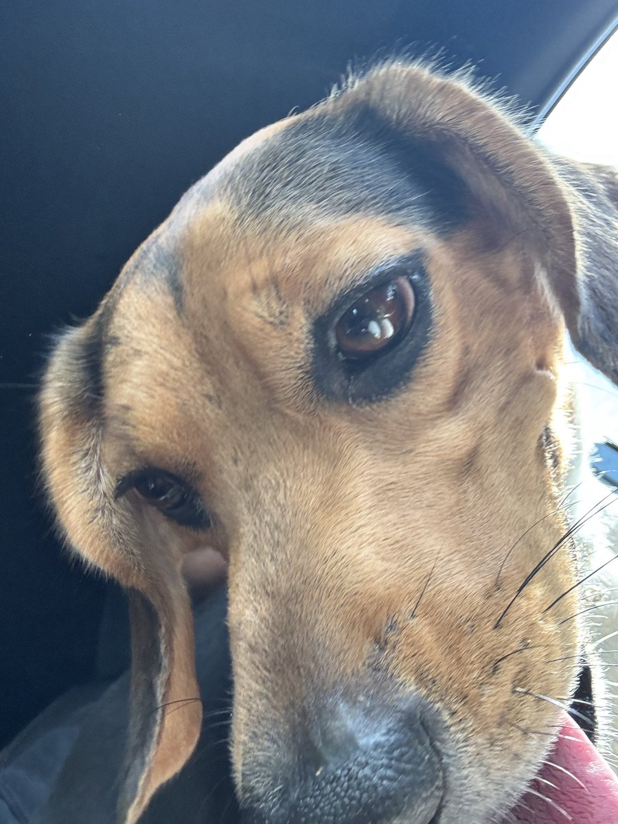 Kyla_Lacey's tweet image. Are you missing me? I was found in a dog park in South Fulton, GA. I’m a ballsy beagle who’s currently in this weird lady’s bathroom, eating chicken and howling like you just broke up with me, but seeing as I have my collar, you probably still want me but since I’m not chipped…
