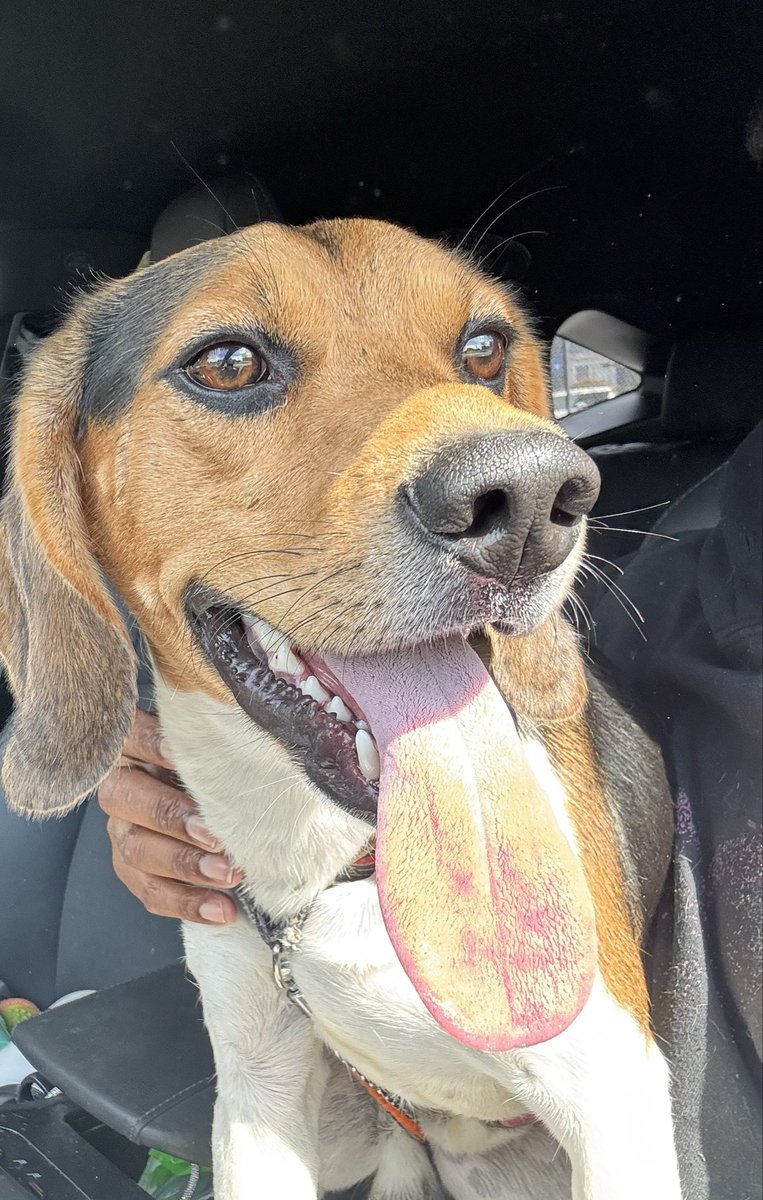 Kyla_Lacey's tweet image. Are you missing me? I was found in a dog park in South Fulton, GA. I’m a ballsy beagle who’s currently in this weird lady’s bathroom, eating chicken and howling like you just broke up with me, but seeing as I have my collar, you probably still want me but since I’m not chipped…