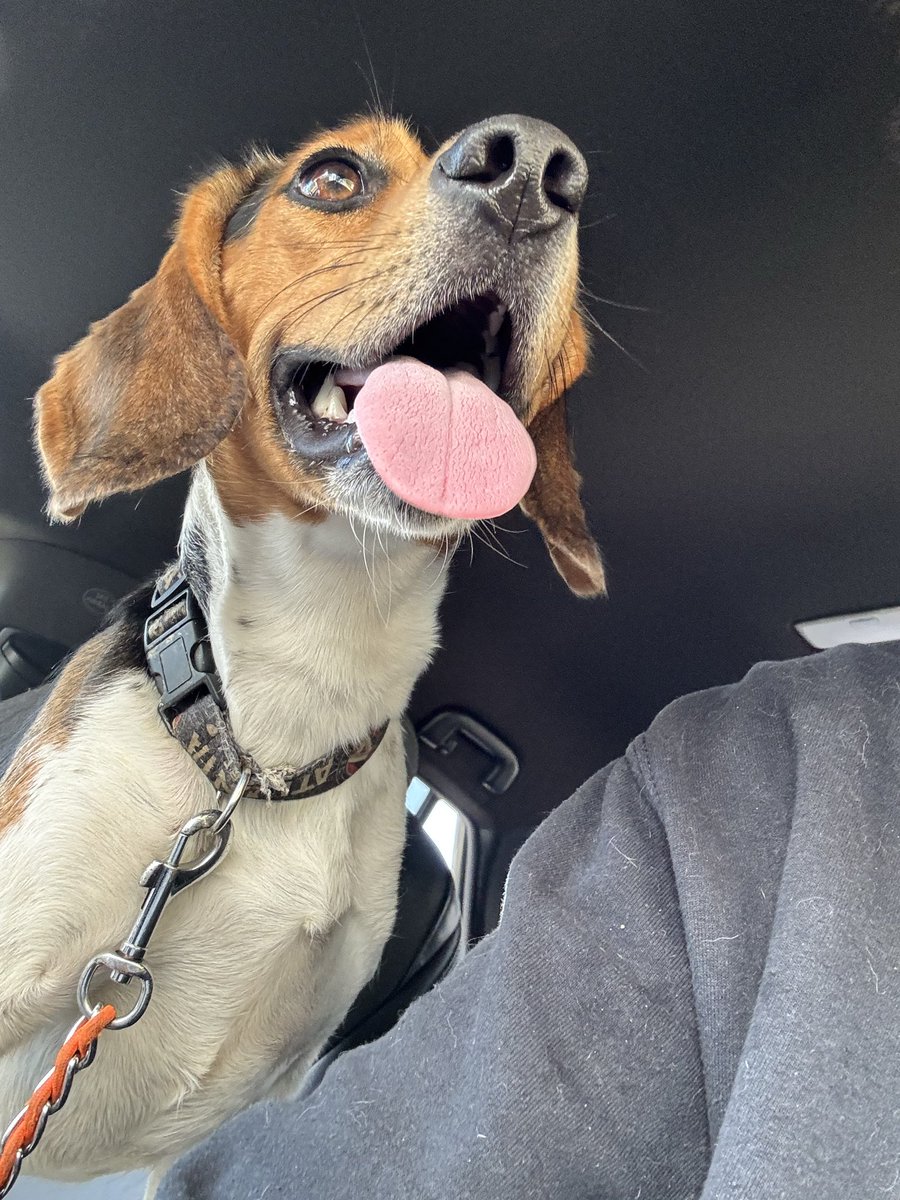 Kyla_Lacey's tweet image. Are you missing me? I was found in a dog park in South Fulton, GA. I’m a ballsy beagle who’s currently in this weird lady’s bathroom, eating chicken and howling like you just broke up with me, but seeing as I have my collar, you probably still want me but since I’m not chipped…