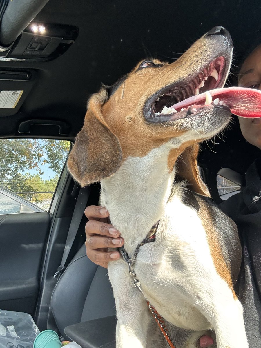 Kyla_Lacey's tweet image. Are you missing me? I was found in a dog park in South Fulton, GA. I’m a ballsy beagle who’s currently in this weird lady’s bathroom, eating chicken and howling like you just broke up with me, but seeing as I have my collar, you probably still want me but since I’m not chipped…