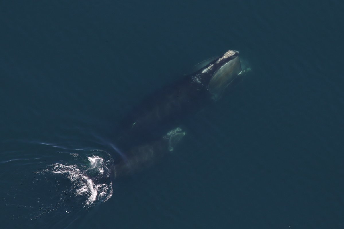 👏 to @NEAQ + partners studying the critically endangered North Atlantic #rightwhale, which saw a slight increase in its year-over-year population! 
The upward trend is encouraging, and we'll continue to push for protections that safeguard this vulnerable, majestic species.