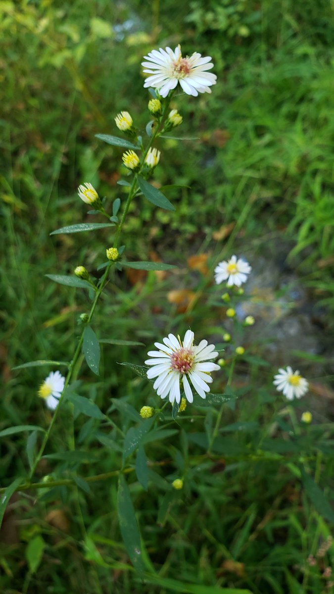 EngineerdSpirit's tweet image. Now is when native asters shine #downonthefarm. Ontario asters thrive in the distillery’s picnic area, but we’ve also planted several others. One of the keys to identifying the numerous species in the family is by looking closely at the bracts that form the base of aster flowers.