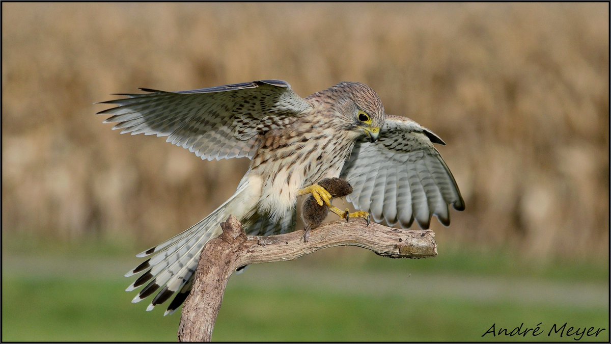 AtthisAtthis's tweet photo. Faucon crécerelle / Kestrel / Turmfalke / Gheppio / Falco tinnunculus / #Rapace / #Oiseau / #NikonD5100 / #Neunkirch / #Friesenheim / #Alsace / #BasRhin / #Ried
Le 20 Oct. 2025 https://t.co/OZ55PmDvYk