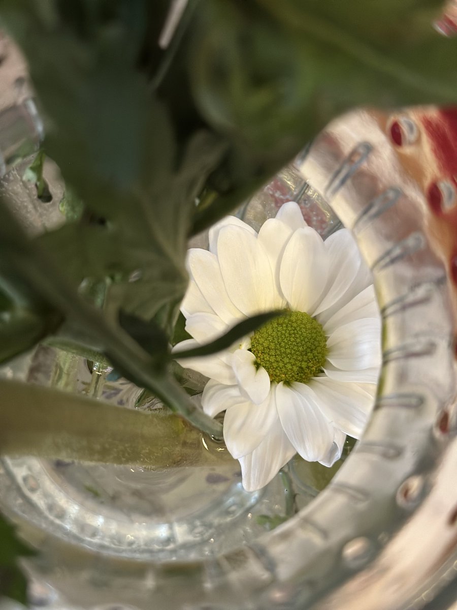 nannabo78's tweet image. I got myself a little $5 bouquet at the #DollarGeneral this morning when I went to pick up coffee… I used to dream of having my own place to buy flowers for my table… goal officially completely achieved 😊💐