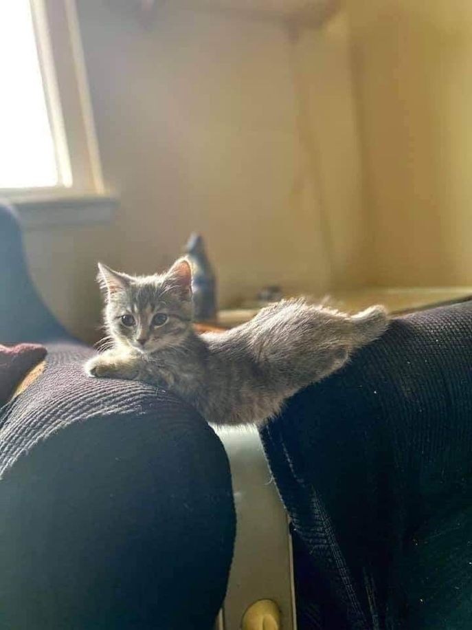 Catsillyness's tweet image. 